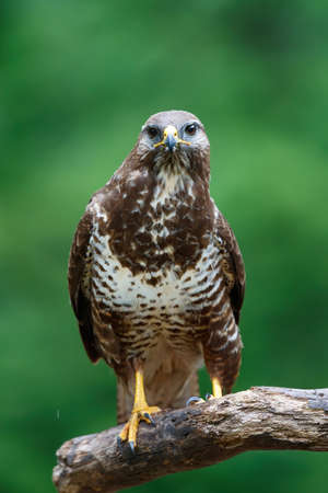 Common buzzard, buteo buteo, in the forest in the Netherlandsの写真素材