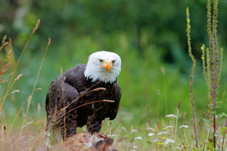 majestic bald eagle / American eagle (Haliaeetus leucocephalus) in a field with summer flowers eating a red foxの写真素材