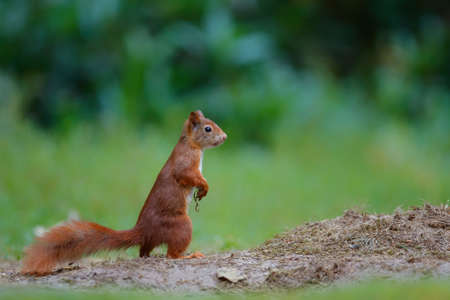 Red Eurasian squirrel searching for food at a pond in the forest in the South of the Netherlandsの写真素材