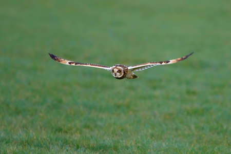 Short-eared owl flying in the meadows of Noord Brabant near Rosmalen in the Netherlandsの写真素材