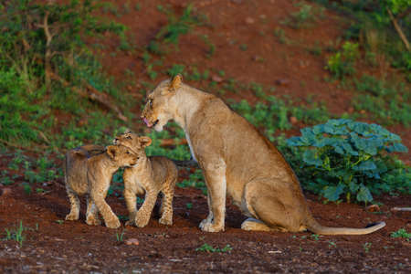 Lioness and her playful cub in Zimanga Game Reserve near the city of Mkuze in South Africa