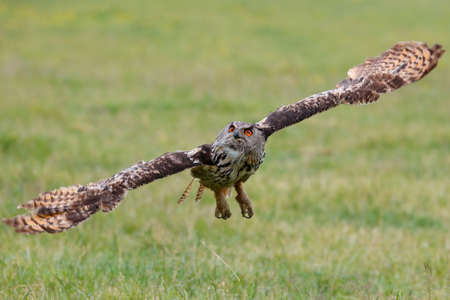 Eurasian Eagle-Owl (Bubo bubo) flying in the meadows in Gelderland in the Netherlandsの写真素材