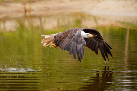 bald eagle / American eagle adult (Haliaeetus leucocephalus) catching a prey out of the water