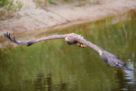 White Tailed Eagle (Haliaeetus albicilla) catching a prey out of the water. Also known as Eurasian sea eagle and white-tailed sea-eagleの写真素材