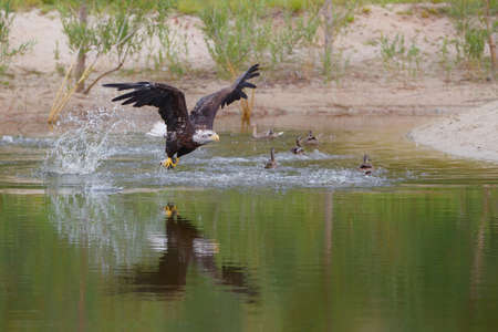 bald eagle / American eagle adult (Haliaeetus leucocephalus) catching a prey out of the water
