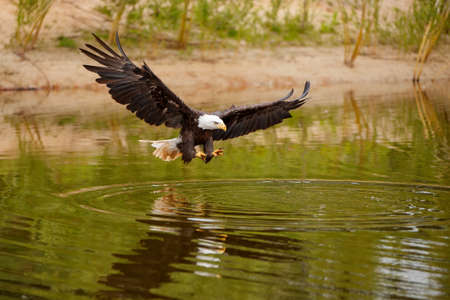 bald eagle / American eagle adult (Haliaeetus leucocephalus) catching a prey out of the water
