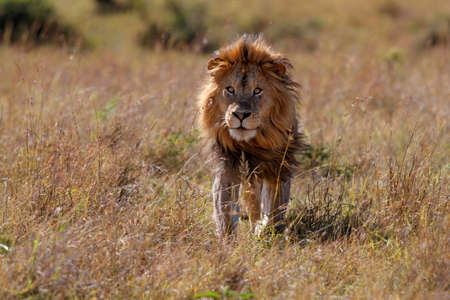 Lion Male running on the plains in the Masai Mara in Kenyaの写真素材