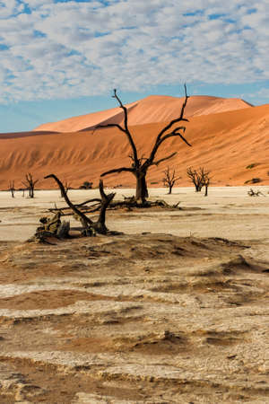 Dead trees with a beautiful cloudy sky in Dead Vlei in Sossusvlei, part of the Namib-Naukluft National Park - Namibiaの写真素材