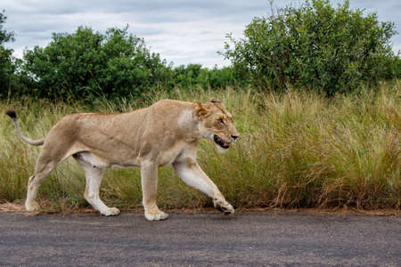 Lioness walking in the Kruger National Park in the green season in South Africaの写真素材