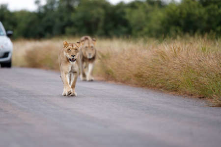 Lioness walking in the Kruger National Park in the green season in South Africaの写真素材
