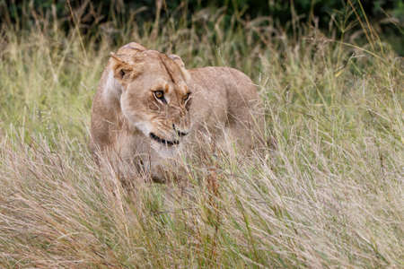 Lioness growling in the Kruger National Park in the green season in South Africaの写真素材