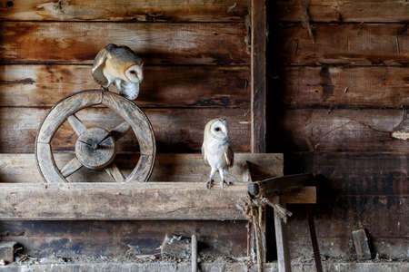 Barn owl (Tyto alba) sitting in an old barn in Gelderland in the Netherlands.の写真素材