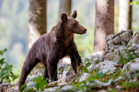 Wild brown bear walking and searching for food in the forest and mountains of the Notranjska region in Sloveniaの写真素材