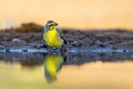 Yellow-fronted canary, crithagra mozambiza, sitting at a waterhole with a nice reflection in the...
