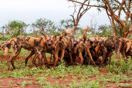 African wild dog eating from a warthog kill in Zimanga game reserve in South Africaの写真素材