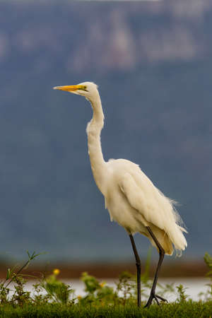 Great white egret wading in a waterhole in Zimanga Game Reserve near the city of Mkuze in South...