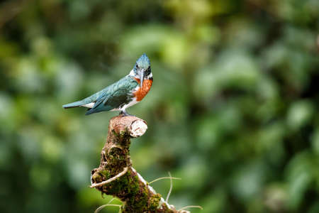 Amazon kingfisher, chloroceryle amazona, sitting on a branch in Cano Negro Wildlife Refuse in Costa Ricaの写真素材