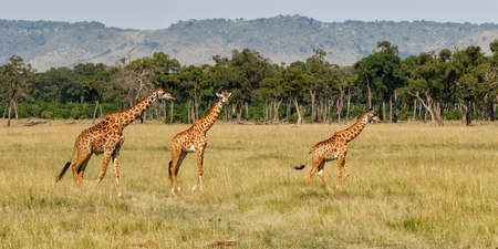 Giraffe family walking on the plains of the Masai Mara National Park in Kenyaの写真素材