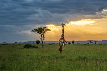 Giraffe walking on the plains of the Masai Mara National Park with acacia, clouds and sunset in the background in Kenyaの写真素材