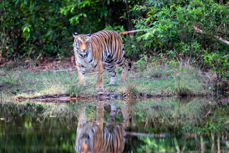 Tiger walking on the shore of a small lake in Bandhavgarh National Park in Indiaの写真素材