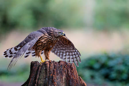 Northern goshawk protecting his food in the forest of Noord Brabant in the Netherlandsの写真素材
