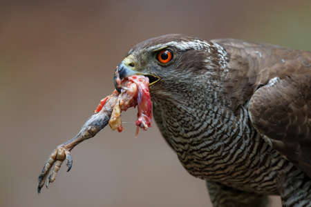 Northern goshawk in the forest of Noord Brabant in the Netherlandsの写真素材