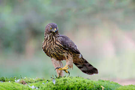 Northern goshawk in the forest of Noord Brabant in the Netherlands