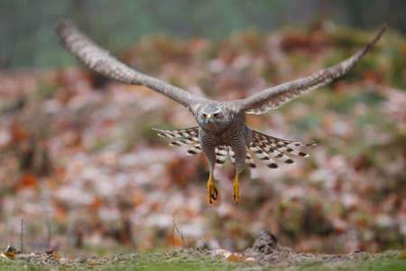Northern goshawk in the forest of Noord Brabant in the Netherlandsの写真素材