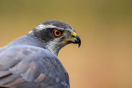 Northern goshawk in the forest of Noord Brabant in the Netherlandsの写真素材
