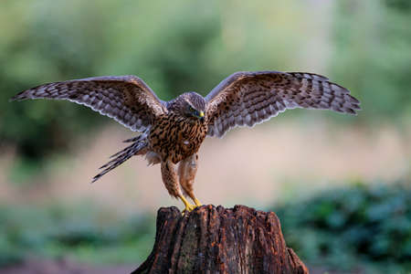 Northern goshawk in the forest of Noord Brabant in the Netherlandsの写真素材