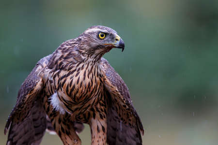 Northern goshawk in the forest of Noord Brabant in the Netherlandsの写真素材
