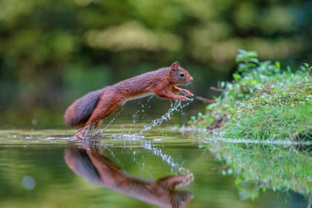Eurasian red squirrel (Sciurus vulgaris) searching for food in the forest of Noord Brabant in the Netherlands.の写真素材