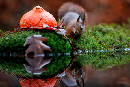 Eurasian red squirrel (Sciurus vulgaris) searching for food in the forest of Noord Brabant in the...