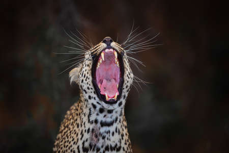 Leopard female yawning in Sabi Sands Game Reserve in the Greater Kruger Region in South Africaの写真素材