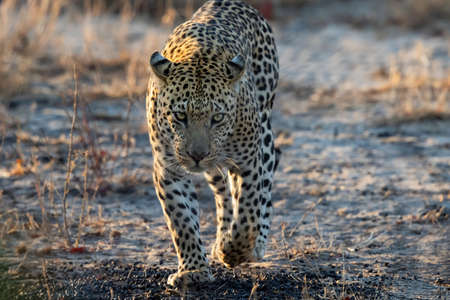 Leopard male walking in Sabi Sands Game Reserve in the Greater Kruger Region in South Africa