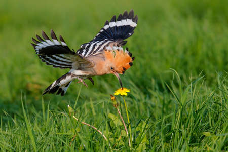 Eurasian hoopoe (Upupa epops) flying while searching for food in the Netherlandsの写真素材