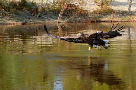 White Tailed Eagle (Haliaeetus albicilla) flying and searching for food in a small lake in the...