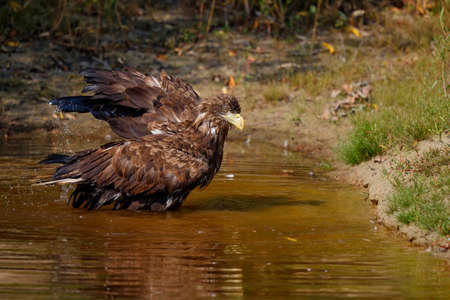 White Tailed Eagle (Haliaeetus albicilla) taking a bath in a small lake in the Netherlandsの写真素材