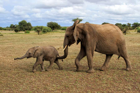 Elephant herd walking in Mashatu Game Reserve in the Tuli Block in Botswana