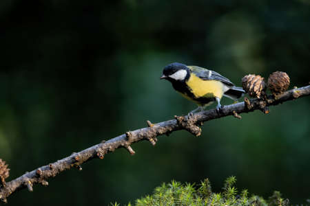 Great tit (Parus major) on a branch with a dark background in the forest in the south of the Netherlandsの写真素材