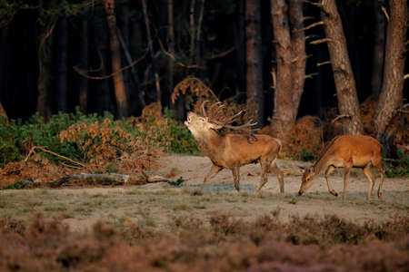 Red deer (Cervus elaphus) stag trying to impress the females in the rutting season in the forest of National Park Hoge Veluwe in the Netherlandsの写真素材