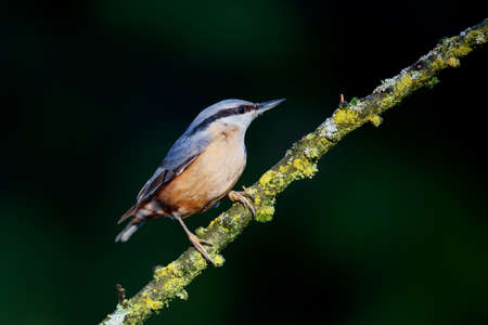 The Eurasian nuthatch or wood nuthatch (Sitta europaea) sitting in the forest in the Netherlands with a nice backgroundの写真素材