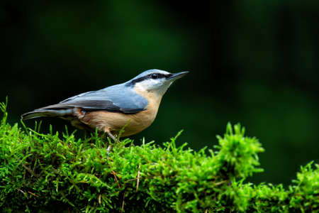 The Eurasian nuthatch or wood nuthatch (Sitta europaea) sitting in the forest in the Netherlands with a nice backgroundの写真素材