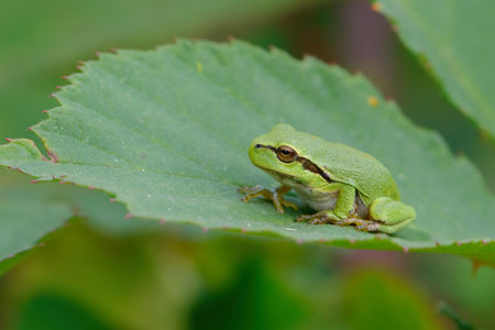 European Tree Frog (Hyla arborea) sitting on a Bramble (Rubus sp.) Bush in the forest in Noord...