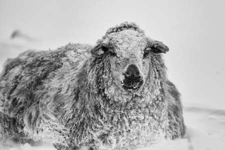 Sheep standing in a cold white winter landscape with snow in the Netherlandsの写真素材