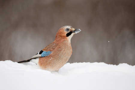 Eurasian Jay (garrulus glandarius) searching for food in the snow with a nice background in the forest in Salland area in the Netherlandsの写真素材