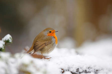 European Robin (Erithacus rubecula) in the snow in the forest of Overijssel in the Netherlands.
