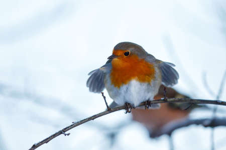 European Robin (Erithacus rubecula) in the snow in the forest of Overijssel in the Netherlands.の写真素材