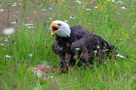 Bald eagle or American eagle (Haliaeetus leucocephalus) in a field with summer flowers eating a red...