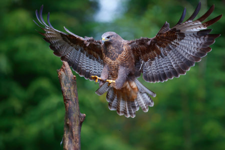 Common Buzzard (Buteo buteo) flying in the forest of Noord Brabant in the Netherlands. Green forest backgroundの写真素材